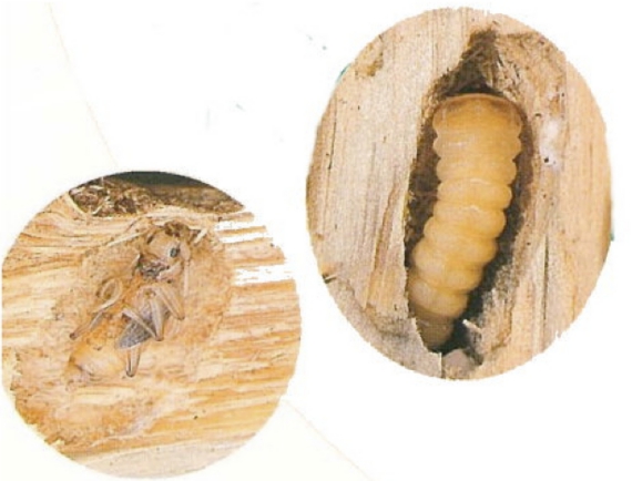 カミキリの蛹と幼虫.jpg