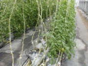 トマトの育成研究・新種開発と収益性の研究_2.jpg