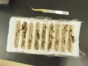 クロサワオオホソカタムシの幼虫.jpg